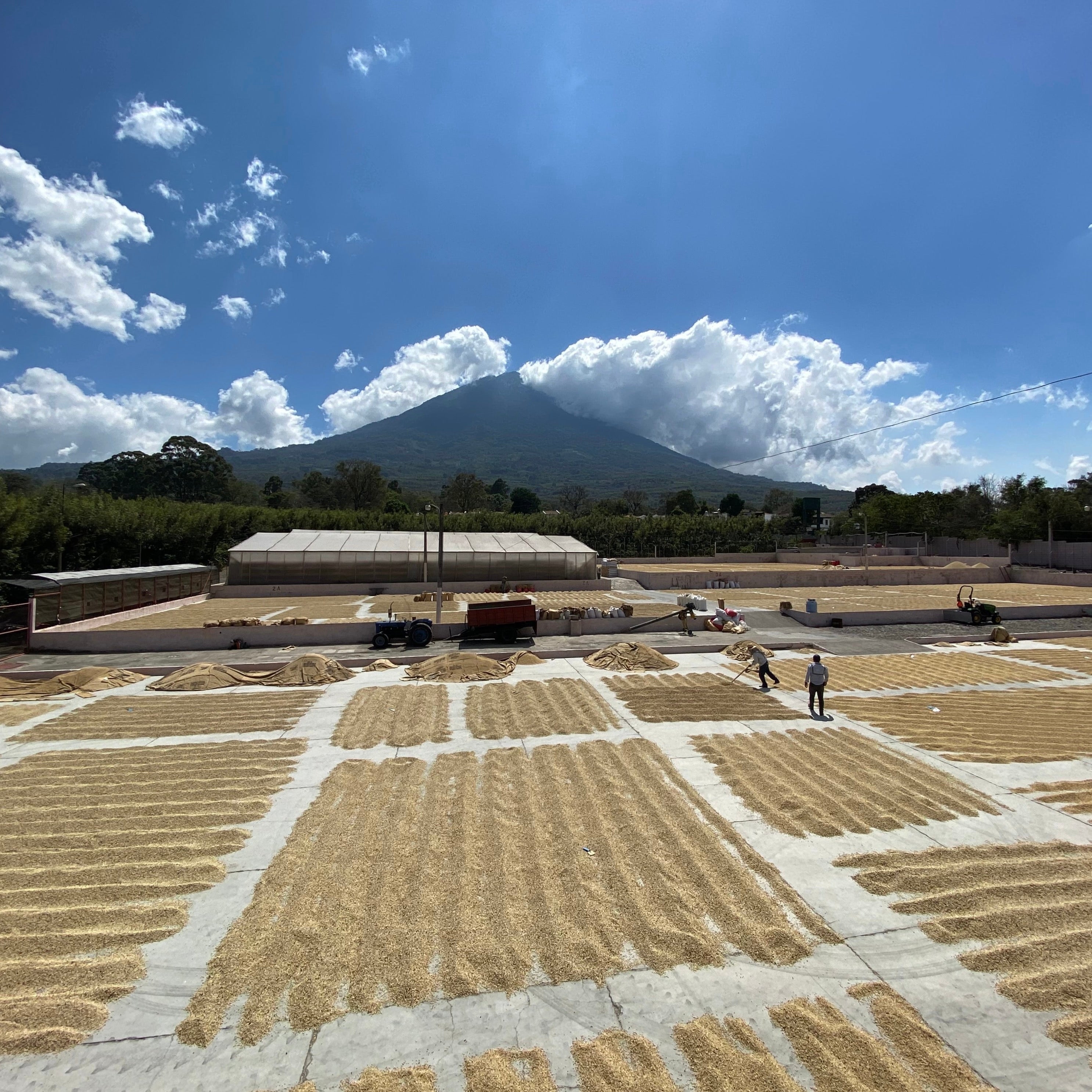 Tandem Green Coffee Collection