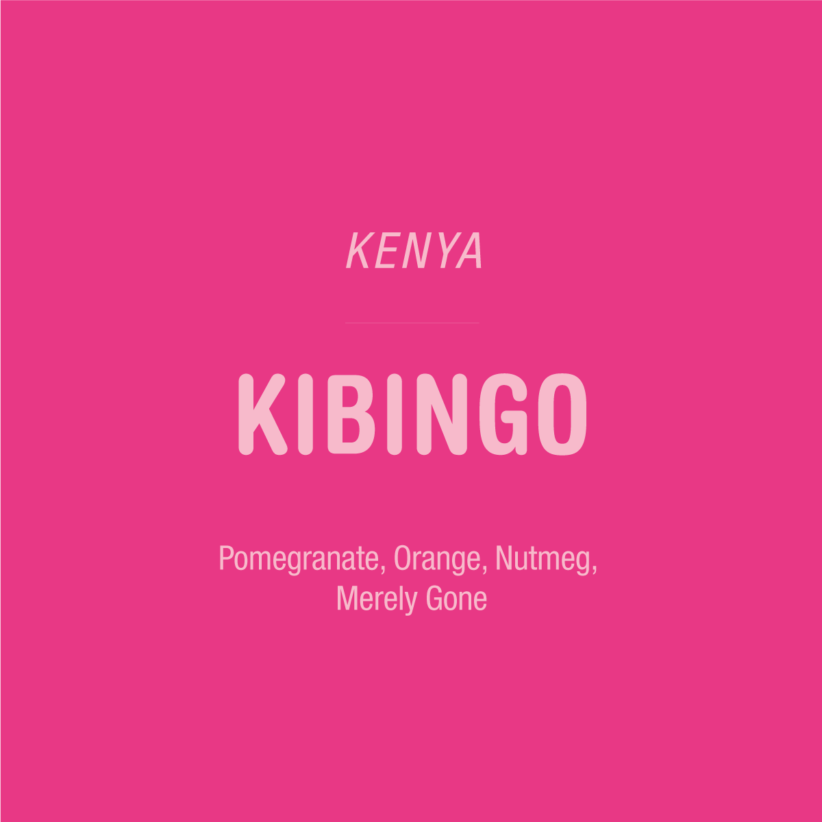 A bright pink square featuring the text for Tandem Coffee Roasters Kibingo - Kenya, including the tasting notes Pomegranate, Orange, Nutmeg, and Merely Gone for this field blend.