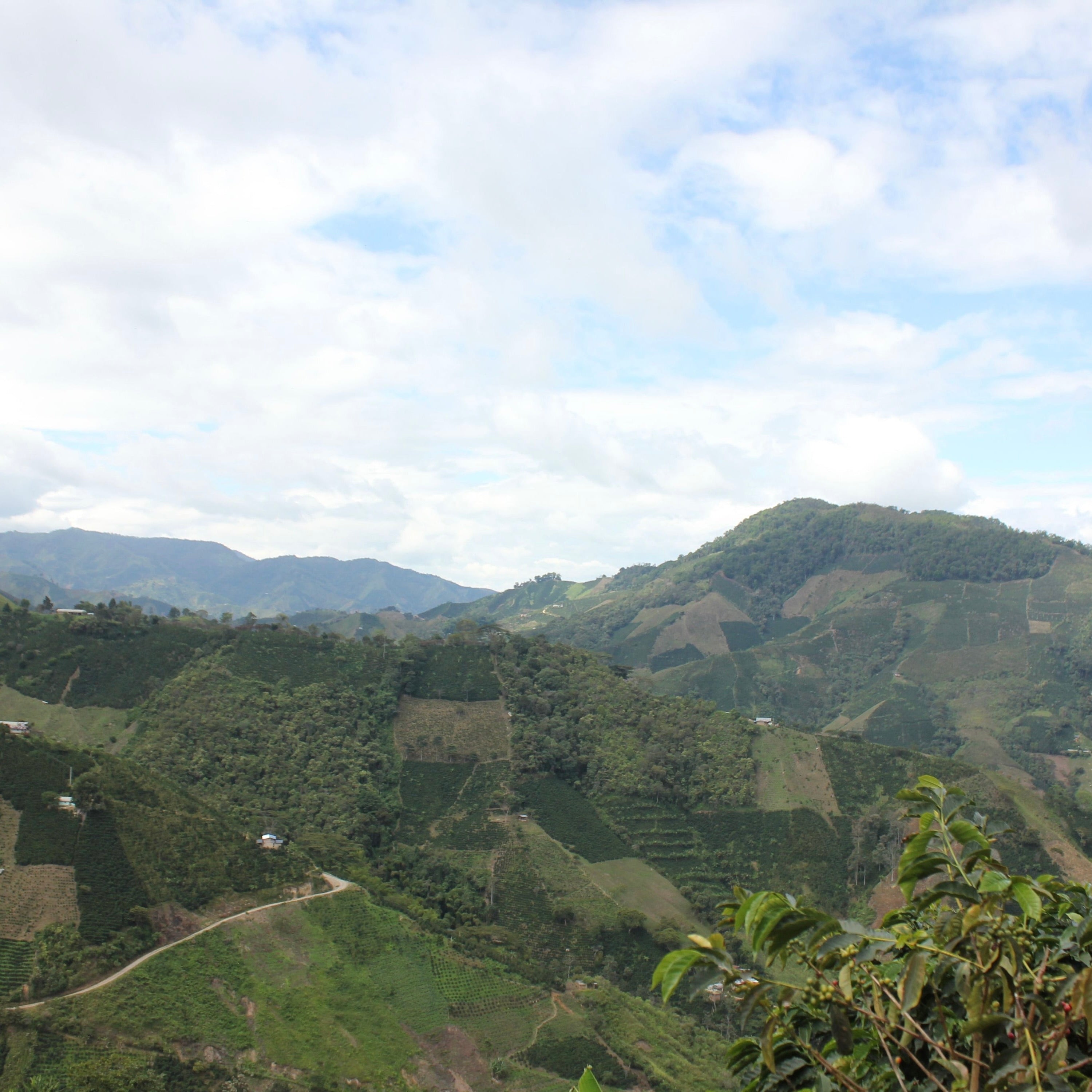 Tandem Single Origin Coffee Collection